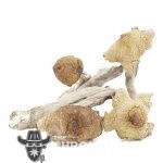 Shrooms - Great White Monsters
