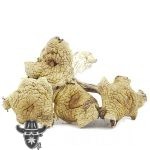 Shrooms - Mazapatec