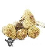 Wholesale Shrooms - Texas Envy - Image 2