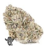 Gucci Pink AA - Indica