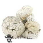 Shrooms - Iceberg