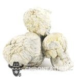 Shrooms - Jack Frost