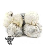 Shrooms - Pearly Gates