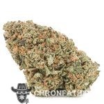 Master Hammer AA - Indica
